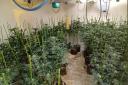 Havering police found 1,600 cannabis plants in a warehouse in Collier Row