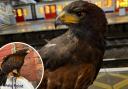 Working hawk - Keith pictured at Upminster station last week