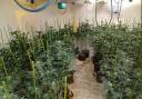 Havering police found 1,600 cannabis plants in a warehouse in Collier Row