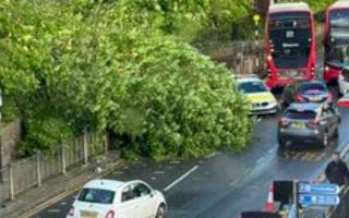 A large tree was seen blocking a lane