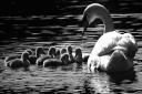Just one of the amazing photographs Louisa took of the cygnets on Pond No 1, Hampstead Heath. Picture: LOUISA GREEN
