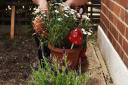 Residents of Harwood Avenue getting their front gardens ready for the London In Bloom competition last year.  Jo Norman at work preparing her pots and tubs. Picture: Ken Mears