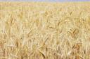 The wheat belt. Picture: Ralph Blackburn