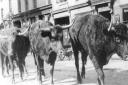 Cattle in Romford high street. Picture: Brian Evans