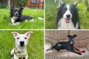 Four adorable pooches at Dogs Trust Basildon waiting for their forever homes