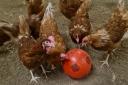 A prevention zone has been declared in the UK following an outbreak of bird flu