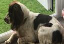Brown and white Cocker Spaniel Lucky has been missing from Romford since Saturday (February 12)