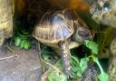Have you seen Large the tortoise? The three-year-old has been missing from Hornchurch since last night (July 19).