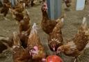 A prevention zone has been declared in the UK following an outbreak of bird flu