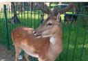 Amy May and her fiance spotted this deer in Harold Hill