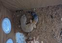 The RSPCA are looking to find the owner of this gecko which was abandoned in Romford