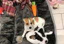 Jack Russell Lola (brown and white) was reported stolen on Saturday (November 20)