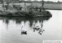 Swans in Harrow Lodge Park circa 1980s