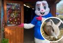 Hopefield Animal Sanctuary is celebrating Easter Sunday (March 31) in style - see our collection of photos below