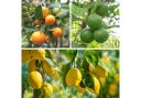 The Citrus Grove Collection is supplied as 20-30cm (8-12in) plants in 9cm pots, ready for growing on