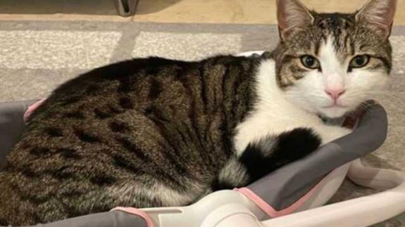 Romford Recorder: Have you seen this cat? Romford Recorder: Have you seen this cat?