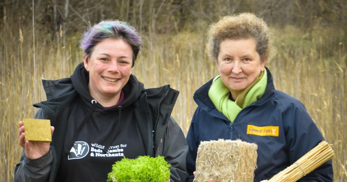 Peatland restoration project to grow reeds which will go to help insulate homes - Vimarsana News
