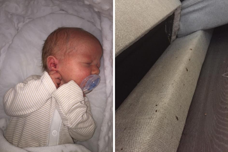 Family moved from London flat after bedbugs got so bad