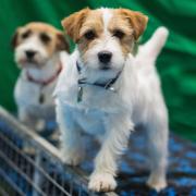 Meet and learn about hundreds of breeds at Discover Dogs this weekend.