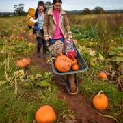 Here are some places near to east London where you can pick your own pumpkin.