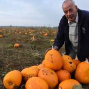 Pumpkin farmer Ray Chapman in his field in Upminster