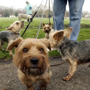 The Mayor of Havering will be holding a charity dog walk in Dagnam Park, Harold Hill, on August 12. Picture: Chris Young/PA Archive/PA Images