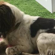 Brown and white Cocker Spaniel Lucky has been missing from Romford since Saturday (February 12)
