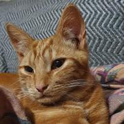 Oki has been missing from the Marshalls Park area in Romford since October 30.