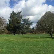 Havering Council has confirmed that 189 responses were submitted in support of keeping the order currently protecting a number of trees on the miniature golf site in Upminster.