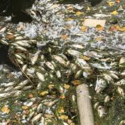 The London Waterkeeper was asked to visit the site after dead fish were seen floating on Harrow Lodge Park lake earlier this year