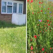 Grass verges in Havering: An inconvenience or a much-needed boost to wildlife?