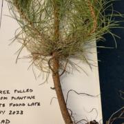 A tree pulled from a planting side and labelled as 'dead' by Brentwood Council