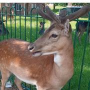 Amy May and her fiance spotted this deer in Harold Hill