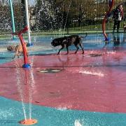 Dogs getting a right soaking at King George's playing fields
