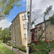 Before and after: Tree falls in Five Oaks Lane, Hainault
