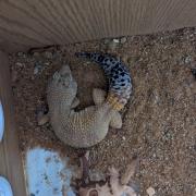 The RSPCA are looking to find the owner of this gecko which was abandoned in Romford