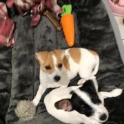 Jack Russell Lola (brown and white) was reported stolen on Saturday (November 20)