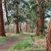 The giant redwood trees in Havering Country Park
