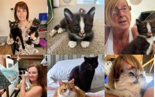 Pippa's Army rescues and looks after around 60-65 cats in Havering and Thurrock each month