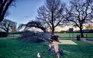 Damage caused by the wind in Hylands Park