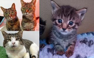Cats rescued by the East London and Havering branch of the RSPCA