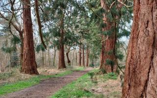 The giant redwood trees in Havering Country Park