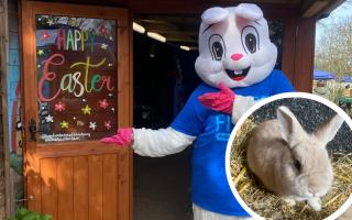 Hopefield Animal Sanctuary is celebrating Easter Sunday (March 31) in style - see our collection of photos below