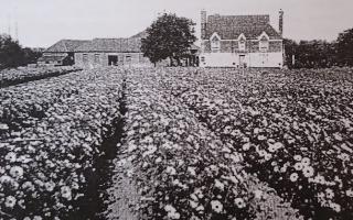 In the 1930s Bishops Hall  in Brentwood was a floral industry (Image: Jon Ellis/Corcoran family)