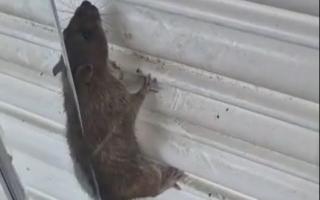 The rat was spotted between the window and shutters of the former Debenhams in Romford